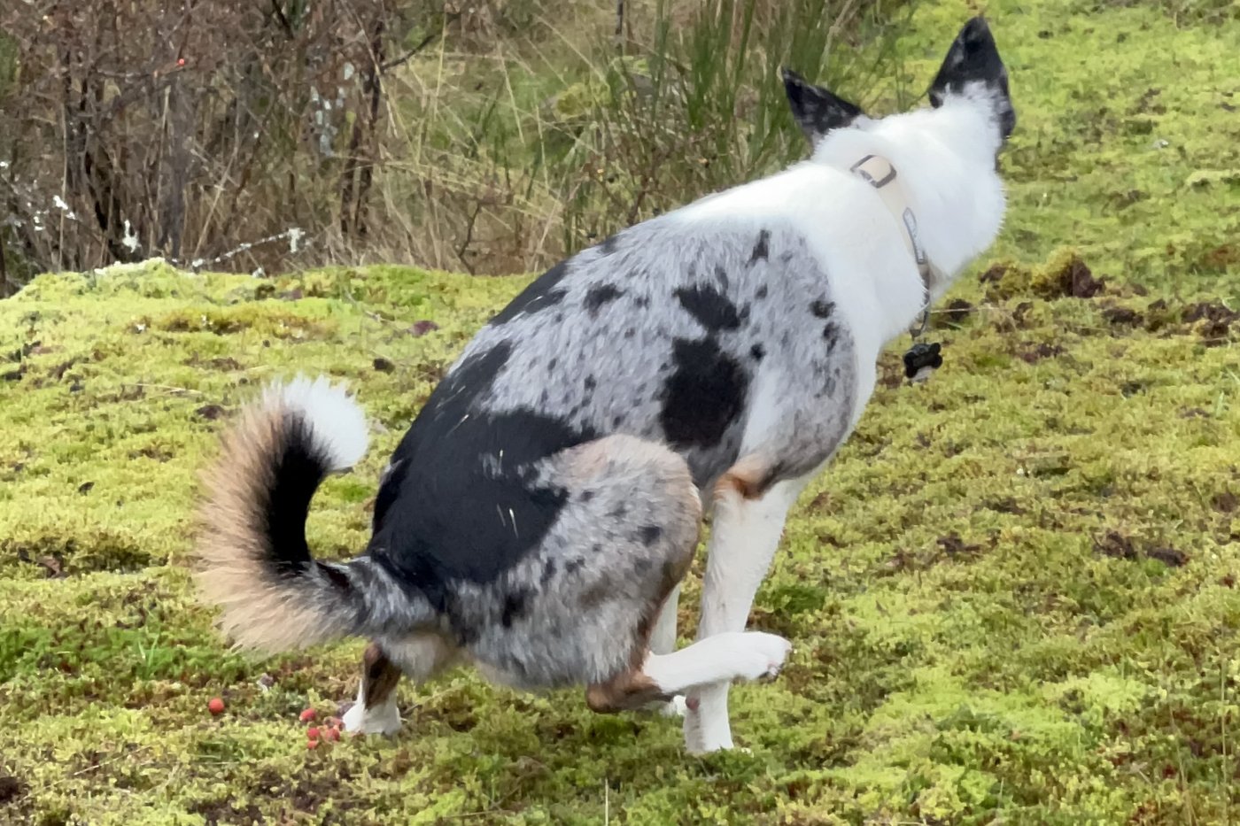 Zeeva on a mossy Vancouver Island hillside